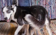 Tres años esperando un hogar: perrita sigue sin ser adoptada pese a su nobleza y ternura