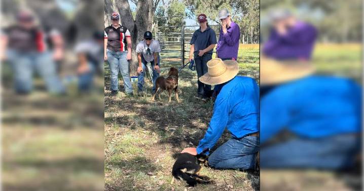 Inverell students learn dog training at Delungra showground.