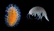 On A Mission To Document Our Planet's Marine Biodiversity, 14 New Species Have Been Discovered