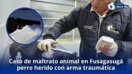Caso de maltrato animal en Fusagasugá: perro herido con arma traumática
