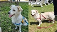 Villa El Salvador: piden ayuda para encontrar a perrita Luna tras robo de camioneta