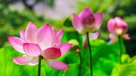 Sacred Flowers To Offer Lord Shiva During Karthika Masam