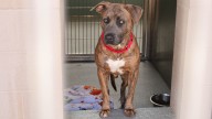 More Dogs and Cats Are Waiting to Get Adopted From OC Animal Care