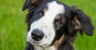 Vet warns dog owners 'cute' habit could be 'extremely dangerous'