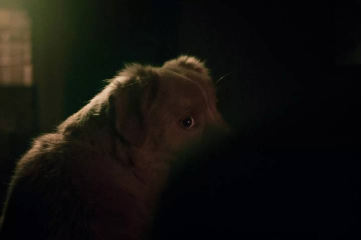 Review: Sit, stay, scare! An adorable dog stars in mild haunted house horror ‘Good Boy’
