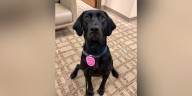 Hoover Police raise awareness for breast cancer