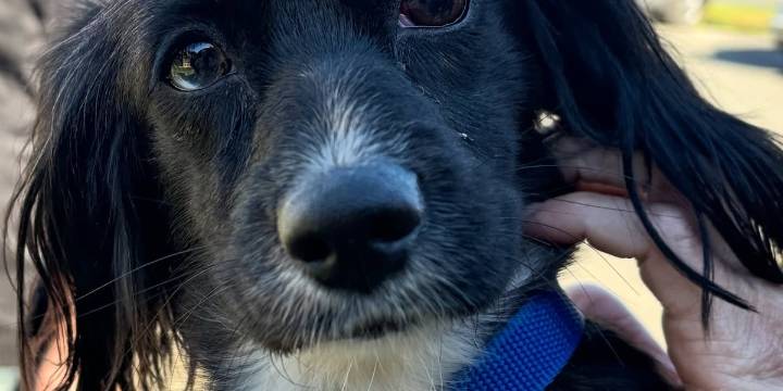Police investigating after man seen hitting dog in Waterbury