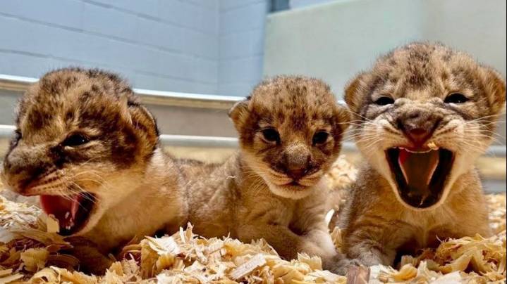 Audubon Zoo welcomes trio of lion cubs; litter is first time group of three cubs has been born at zoo