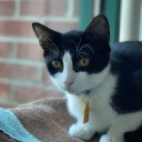 Cat named Deep Fried Butter needs loving home in Massachusetts