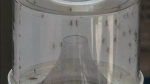 Los Angeles County reports first West Nile virus death of 2025