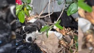 Puppy Found Crying In Bushes In California Reveals A Painful Secret To Her Rescuers