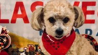 Paws & Hearts celebrates the start of year 26
