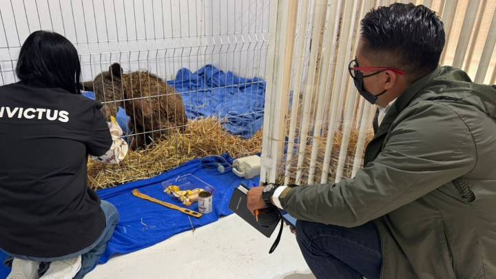 ¿Cómo está la salud de la osa 'Mina' tras 3 semanas en Fundación Invictus?