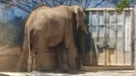Anuncia PROFEPA que Revisará el Caso de Elefante 'Monty', que es Resguardado en La Pastora