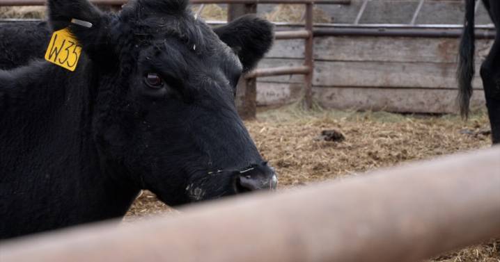 Cattle ranchers face uncertainty as Trump proposes importing Argentine beef