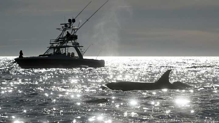 50-year-old law protecting whales, seals and polar bears targeted for rollback