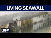 Living seawall created healthy habitat