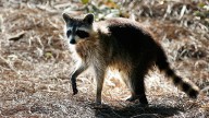 Confirman caso de mapache con rabia en Voorhees, NJ