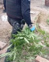 Secuestran más de un kilo de marihuana y demoran a un hombre por amenazas agravadas en Plottier