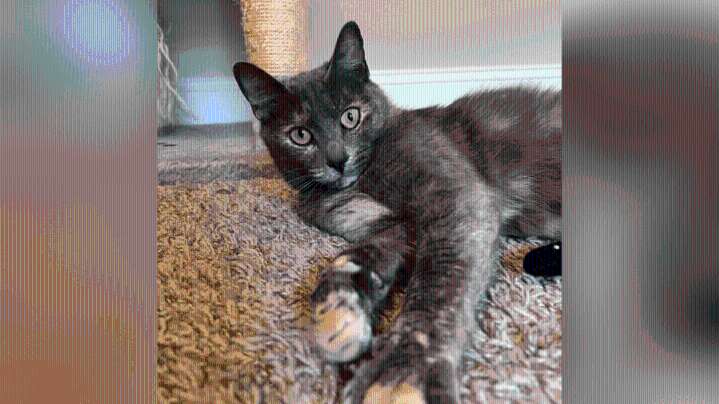 Meet Elara! News 19's Adoptable Pets of the Week