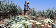 Suman más de mil 300 agaveros con certificación Agave Responsable Social