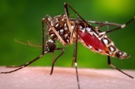 Public Health reports first locally acquired dengue case