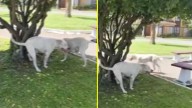 Denuncian ataques de jauría de dogos argentinos en Hualpén: Dueño de los canes tendría criadero ilegal