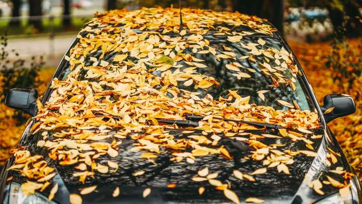I’m never going to let fallen leaves pile on my car ever again