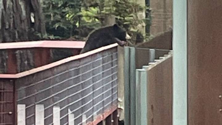 Wild black bear pays ‘polite’ visit to NorCal zoo bears