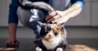 ¿Por qué a los gatos les gustan las palmadas en la parte trasera?