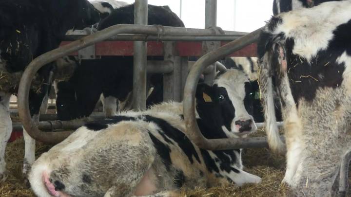 Huesca y Lérida se mantienen en alerta por la cercanía de casos del virus DNC