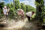 Día Internacional de las Mujeres Rurales: Perú tiene casi 1 millón de productoras agrarias