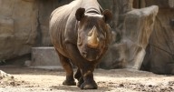 Lincoln Park Zoo welcomes rare pregnancy of critically endangered rhino