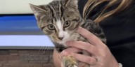 Furry Friends at 4: Kermit