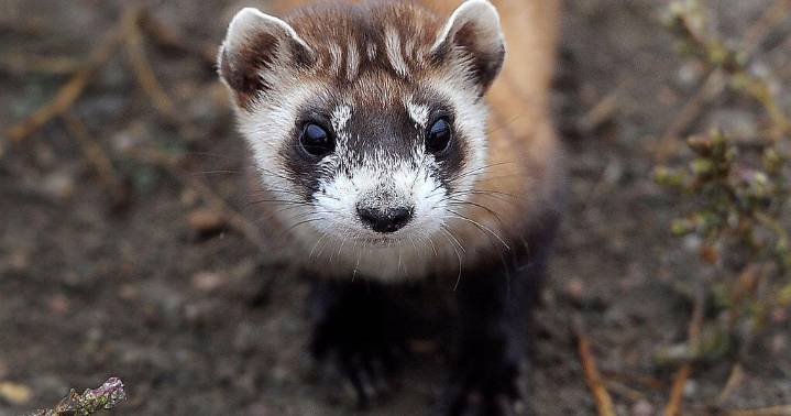 Endangered ferrets in more jeopardy as government shutdown drags on, wildlife expert warns