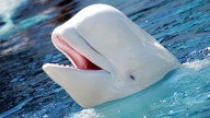 El motivo por el que 30 belugas podrían ser sacrificadas próximamente en Canadá: "Era la única opción viable"