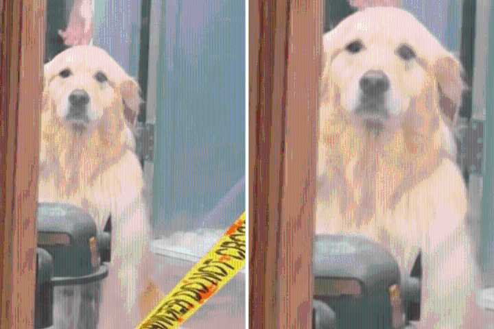 Golden Retriever Thinks Owner Is Leaving Him at Groomers