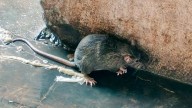 Las fuertes lluvias expulsan a las ratas del interior de las alcantarillas en el casco antiguo de Palma