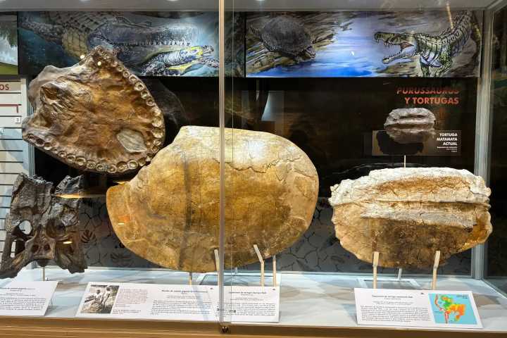 “Vida en la proto-Amazonía”: fósiles cuentan historias fascintes en nueva exposición