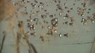 A Feathered Spectacle: Hygam Wetland sees early arrival of migratory birds