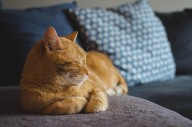 ¿Por qué los gatos sufren de problemas renales y cómo identificarlos?