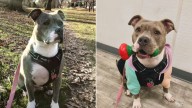 New York Rescue Dog Bonds With Owner, Then Steals Her Boyfriend’s Heart Too