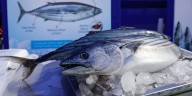 ¿Sube el bonito? PRODUCE fija límite de captura anual en 87.000 TM y anuncia nueva veda antes de cerrar el año: esta es la fecha