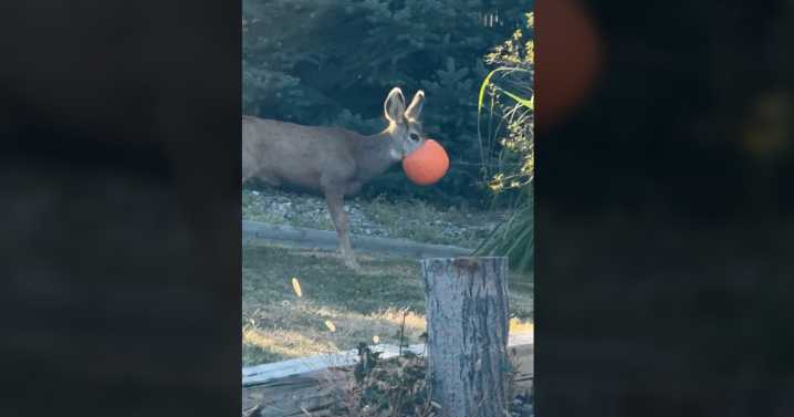 Deer gets snared by plastic pumpkin in Colorado, be mindful of your decorations