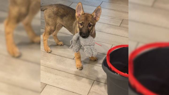 Kansas Woman Took In A ‘Free’ Puppy, But The Vet Bills That Came After 18 Months Shocked Everyone