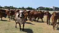 'You pay cow tax on liquor, tolls, cement': Investment banker breaks down a ₹3,000 cr bill