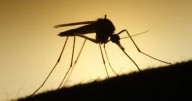 West Nile virus reported in Vanderburgh County; County among top 10 for cases in the US