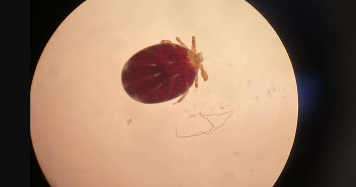 Potentially dangerous Asian long-horned tick found on local dog