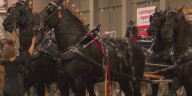Draft horse competitors gather in Lansing for annual show