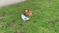 California Dog Left On Streets In Heartbreak, Waiting 2 Weeks For Owners Who Abandoned Him
